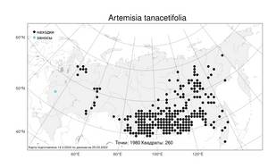 Artemisia tanacetifolia, Полынь пижмолистная L., Атлас флоры России (FLORUS) (Россия)