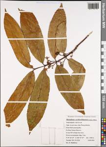 Melodinus cochinchinensis (Lour.) Merr., Зарубежная Азия (ASIA) (Вьетнам)