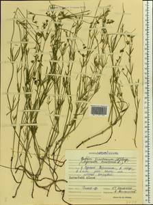 Asperula tinctoria L., Восточная Европа, Средневолжский район (E8) (Россия)