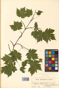 Клен Чоноски Maxim., Сибирь, Дальний Восток (S6) (Россия)
