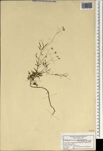 Trachyspermum roxburghianum (DC.) H. Wolff, Зарубежная Азия (ASIA) (Индия)