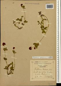 Trifolium badium subsp. rytidosemium (Boiss. & Hohen.) M.Hossain, Кавказ, Краснодарский край и Адыгея (K1a) (Россия)