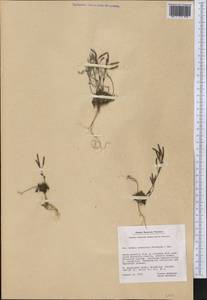 Arabidopsis arenicola (Richardson) Al-Shehbaz, R.Elven, D. Murray & S.I. Warwick, Америка (AMER) (Гренландия)