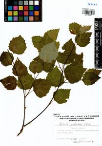 Береза пушистая Ehrh., Сибирь, Западная Сибирь (S1) (Россия)