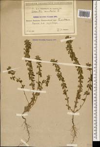 Железница горная L., Кавказ, Черноморское побережье (от Новороссийска до Адлера) (K3) (Россия)