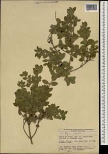 Phillyrea latifolia L., Зарубежная Азия (ASIA) (Турция)