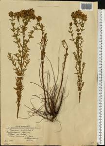 Зверобой продырявленный L., Восточная Европа, Западно-Украинский район (E13) (Украина)