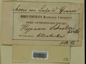Pleurozium schreberi (Willd. ex Brid.) Mitt., Гербарий мохообразных, Мхи - Прибалтика (B1) (Эстония)