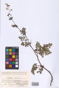 Bасилисник малый L., Восточная Европа, Нижневолжский район (E9) (Россия)