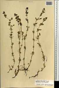 Подмаренник настоящий L., Монголия (MONG) (Монголия)