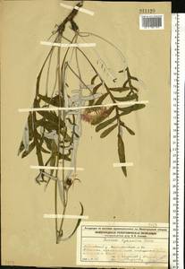 Наголоватка васильковая (L.) Rchb., Восточная Европа, Волжско-Камский район (E7) (Россия)