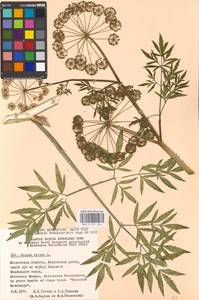 Вех ядовитый, Цикута L., Восточная Европа, Московская область и Москва (E4a) (Россия)