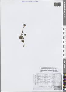 Пепельник тундровый (Tolm.) B.Nord., Сибирь, Центральная Сибирь (S3) (Россия)