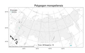 Polypogon monspeliensis, Многобородник монпельенский (L.) Desf., Атлас флоры России (FLORUS) (Россия)