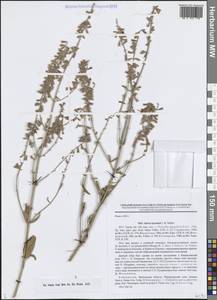 Salvia karelinii J.B.Walker, Средняя Азия и Казахстан, Западный Тянь-Шань и Каратау (M3) (Узбекистан)