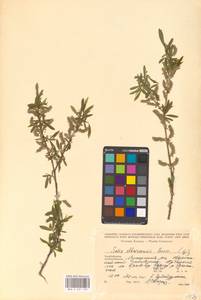 Salix elbrusensis Boiss., Кавказ, Азербайджан (K6) (Азербайджан)