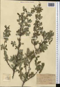 Жимолость мелколистная Willd. ex Roem. & Schult., Средняя Азия и Казахстан, Северный и Центральный Тянь-Шань (M4) (Казахстан)