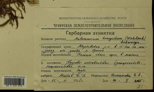 Aulacomnium turgidum (Wahlenb.) Schwägr., Гербарий мохообразных, Мхи - Чукотка и Камчатка (B21) (Россия)