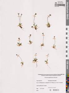 Первоцвет эгаликский Wormsk. ex Hornem., Сибирь, Чукотка и Камчатка (S7) (Россия)