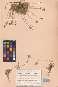 Качим уральский Less., Восточная Европа, Восточный район (E10) (Россия)