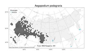 Aegopodium podagraria, Сныть обыкновенная L., Атлас флоры России (FLORUS) (Россия)