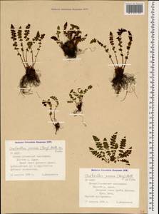 Oeosporangium persicum (Bory) Vis., Кавказ, Северная Осетия, Ингушетия и Чечня (K1c) (Россия)