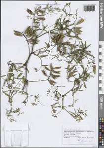 Горошек двулетний L., Восточная Европа, Волжско-Камский район (E7) (Россия)