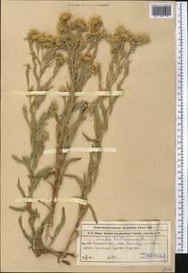 Pentanema britannicum (L.) D. Gut. Larr., Santos-Vicente, Anderb., E. Rico & M. M. Mart. Ort., Средняя Азия и Казахстан, Западный Тянь-Шань и Каратау (M3) (Казахстан)