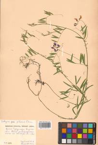 Lathyrus palustris subsp. palustris, Сибирь, Дальний Восток (S6) (Россия)