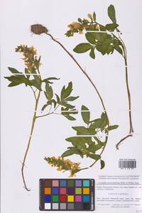 Хохлатка полая (L.) Schweigg. & Körte, Восточная Европа, Московская область и Москва (E4a) (Россия)