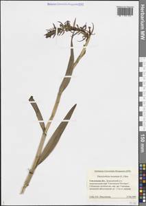 Пальчатокоренник мясо-красный (L.) Soó, Восточная Европа, Западный район (E3) (Россия)