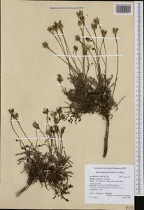 Reichardia picroides (L.) Roth, Западная Европа (EUR) (Испания)