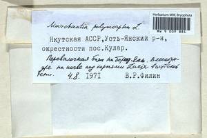 Marchantia polymorpha L., Гербарий мохообразных, Мхи - Якутия (B19) (Россия)
