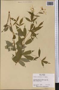 Gillenia trifoliata (L.) Moench, Америка (AMER) (США)