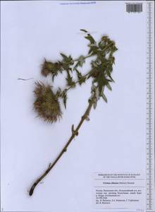 Lophiolepis ciliata subsp. ciliata, Восточная Европа, Средневолжский район (E8) (Россия)