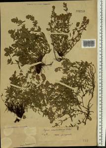Thymus pannonicus All., Восточная Европа, Нижневолжский район (E9) (Россия)