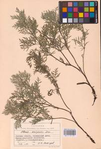 Горицвет волжский, Адонис волжский DC., Восточная Европа, Южно-Украинский район (E12) (Украина)