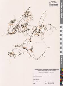 Лютик волосолистный, Шелковник волосолистный Chaix, Сибирь, Чукотка и Камчатка (S7) (Россия)