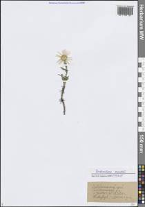 Хризантема Завадского, Сибирь, Прибайкалье и Забайкалье (S4) (Россия)