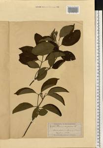 Cornus sanguinea subsp. sanguinea, Восточная Европа, Московская область и Москва (E4a) (Россия)