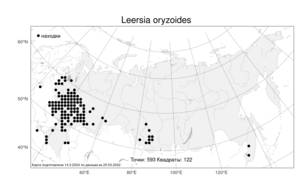Leersia oryzoides, Леерсия рисовидная (L.) Sw., Атлас флоры России (FLORUS) (Россия)