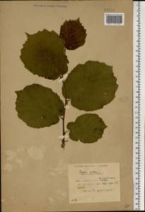 Орешник обыкновенный, Лещина обыкновенная L., Восточная Европа, Белоруссия (E3a) (Белоруссия)