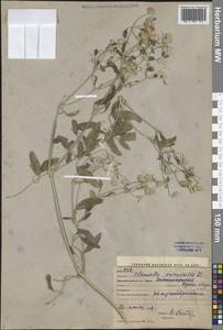 Ломонос восточный L., Средняя Азия и Казахстан, Западный Тянь-Шань и Каратау (M3) (Узбекистан)