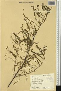 Phyllanthus virgatus var. virgatus, Австралия и Океания (AUSTR) (Самоа)