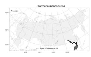Diarrhena mandshurica, Диаррена маньчжурская Maxim., Атлас флоры России (FLORUS) (Россия)