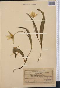 Тюльпан Грейга Regel, Средняя Азия и Казахстан, Западный Тянь-Шань и Каратау (M3) (Казахстан)