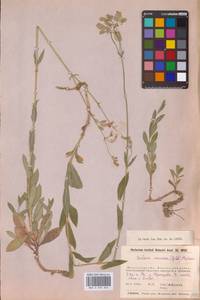 Смолевка обыкновенная, Хлопушка (Moench) Garcke, Восточная Европа, Московская область и Москва (E4a) (Россия)