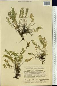 Остролодочник грязноватый (Willd.) Pers., Восточная Европа, Восточный район (E10) (Россия)