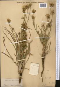 Козлобородник коротконосый DC., Средняя Азия и Казахстан, Муюнкумы, Прибалхашье и Бетпак-Дала (M9) (Казахстан)