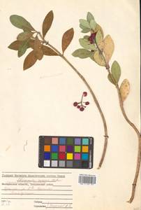 Скиммия промежуточная Komatsu, Сибирь, Дальний Восток (S6) (Россия)